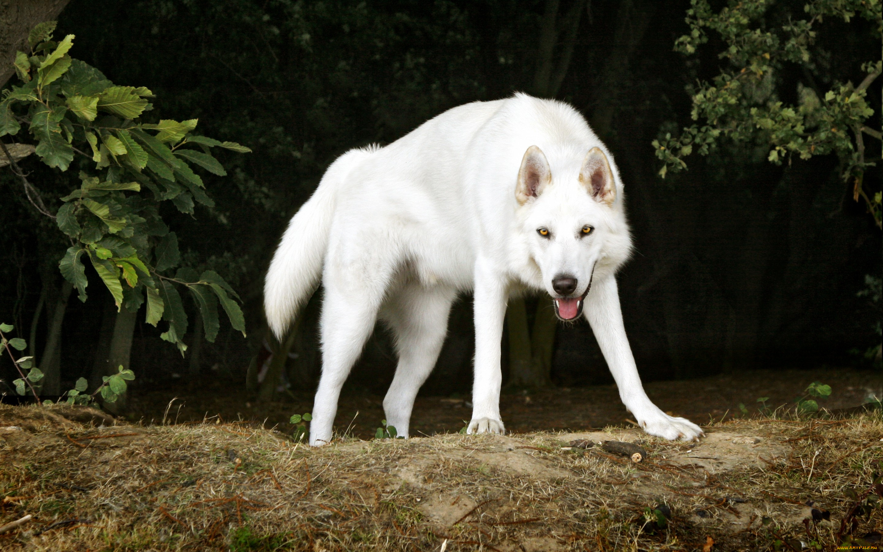 белый волк фото животного настоящего